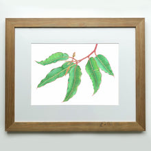 Load image into Gallery viewer, "Albany Gum" - A3 framed original illustration