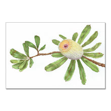 Load image into Gallery viewer, "Banksia" - A3 framed original illustration