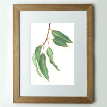 Load image into Gallery viewer, "Gum Leaves" - A4 framed original illustration