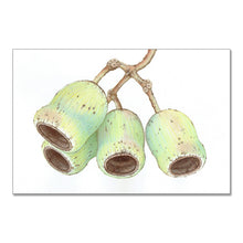 Load image into Gallery viewer, "Gum Nuts” - A4 framed original illustration