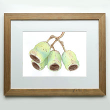 Load image into Gallery viewer, "Gum Nuts” - A4 framed original illustration