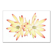 Load image into Gallery viewer, "Leucadendrons” - A4 framed original illustration