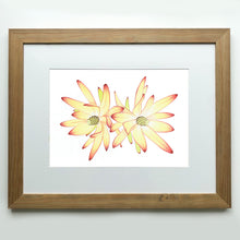 Load image into Gallery viewer, "Leucadendrons” - A4 framed original illustration