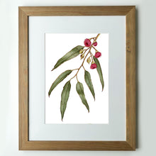 Load image into Gallery viewer, "Pink Flowering Gum" - A3 framed original illustration