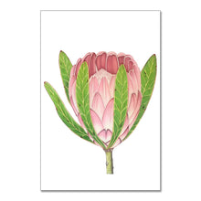 Load image into Gallery viewer, "Protea II” - A4 framed original illustration