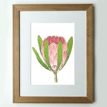 Load image into Gallery viewer, "Protea II” - A4 framed original illustration