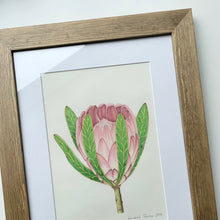 Load image into Gallery viewer, "Protea II” - A4 framed original illustration