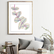 Load image into Gallery viewer, “Silver Dollar Gum” - fine art giclee paper print