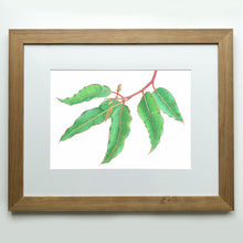 Load image into Gallery viewer, &quot;Albany Gum&quot; - A3 framed original illustration