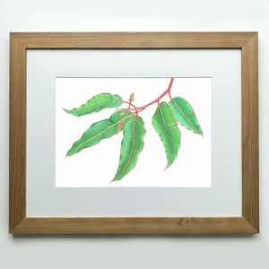 "Albany Gum" - A3 framed original illustration