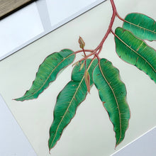 Load image into Gallery viewer, &quot;Albany Gum&quot; - A3 framed original illustration