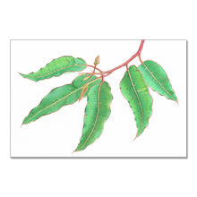 Load image into Gallery viewer, &quot;Albany Gum&quot; - A3 framed original illustration