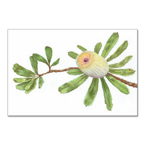 "Banksia" - A3 framed original illustration