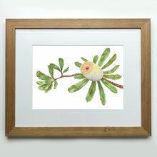 Load image into Gallery viewer, &quot;Banksia&quot; - A3 framed original illustration