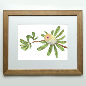"Banksia" - A3 framed original illustration