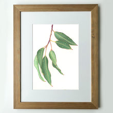 Load image into Gallery viewer, &quot;Gum Leaves&quot; - A4 framed original illustration