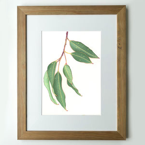 "Gum Leaves" - A4 framed original illustration