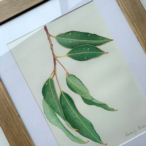 "Gum Leaves" - A4 framed original illustration
