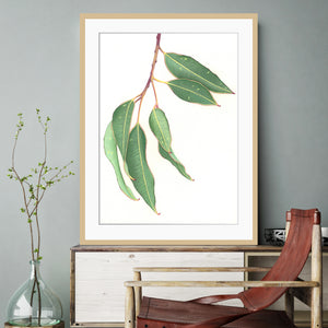"Gum Leaves" - fine art giclee paper print
