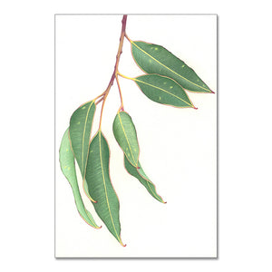 "Gum Leaves" - A4 framed original illustration