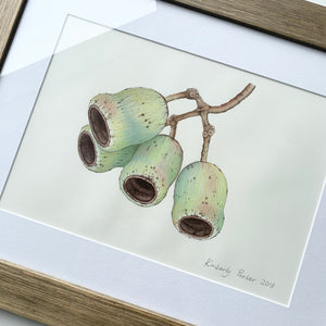 "Gum Nuts” - A4 framed original illustration
