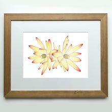 Load image into Gallery viewer, &quot;Leucadendrons” - A4 framed original illustration