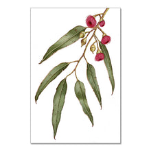 Load image into Gallery viewer, &quot;Pink Flowering Gum&quot; - A3 framed original illustration
