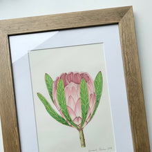 Load image into Gallery viewer, &quot;Protea II” - A4 framed original illustration