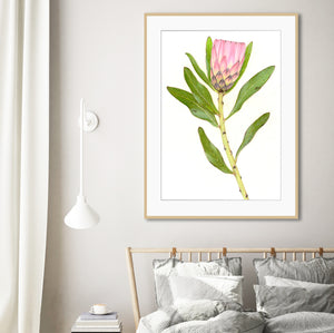 “Protea” - fine art giclee paper print