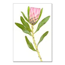 Load image into Gallery viewer, “Protea” - fine art giclee paper print
