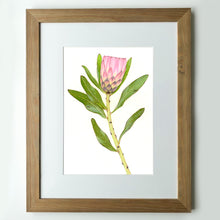 Load image into Gallery viewer, “Protea” - A3 framed original illustration