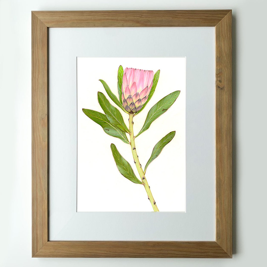 “Protea” - A3 framed original illustration