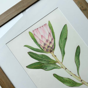 “Protea” - A3 framed original illustration