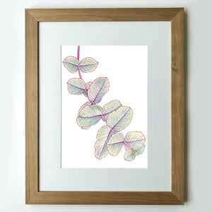“Silver Dollar Gum” - A4 framed original illustration