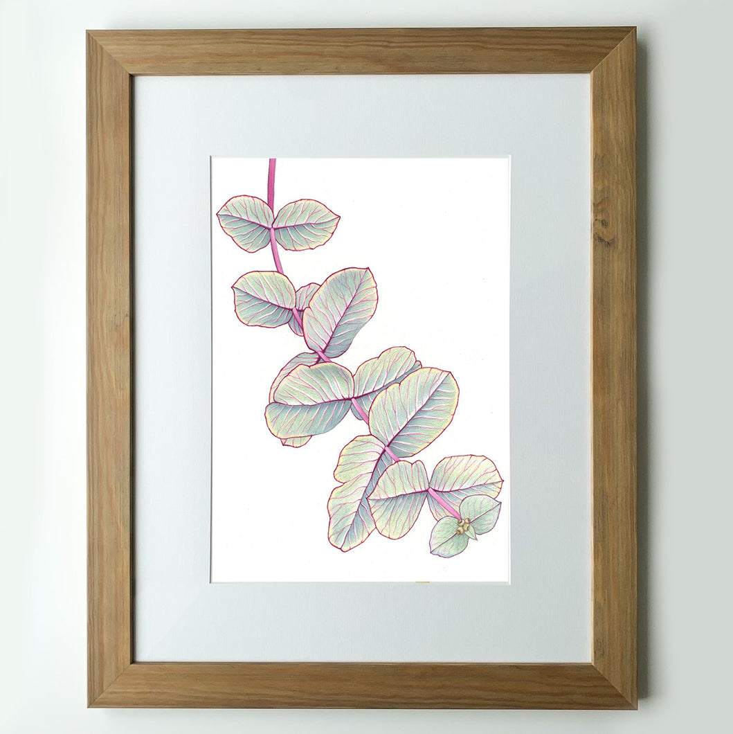 “Silver Dollar Gum” - A4 framed original illustration