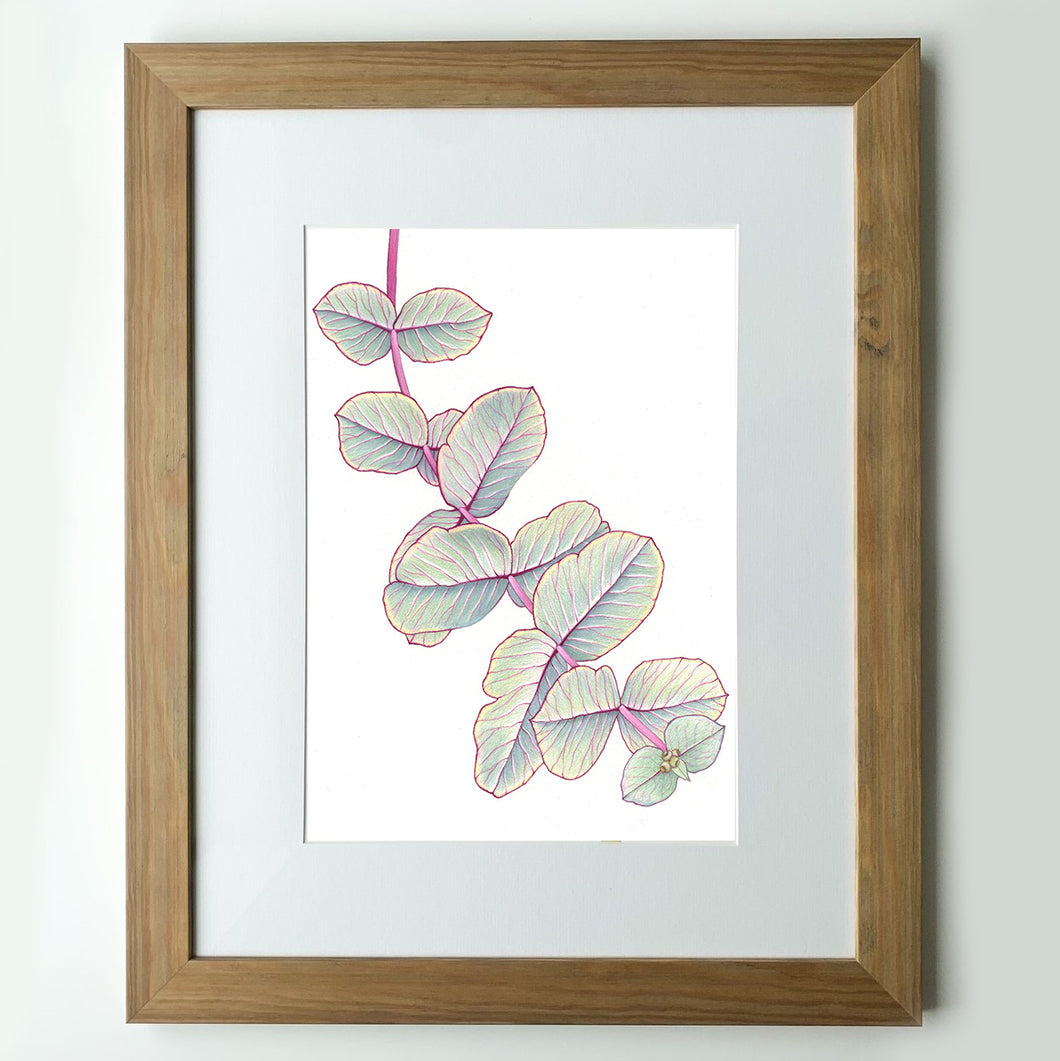 “Silver Dollar Gum” - A4 framed original illustration