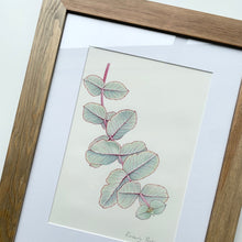 Load image into Gallery viewer, “Silver Dollar Gum” - A4 framed original illustration