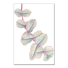 Load image into Gallery viewer, “Silver Dollar Gum” - A4 framed original illustration