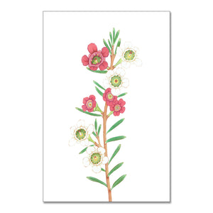 "Wax Flower” - A4 framed original illustration