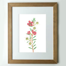 Load image into Gallery viewer, &quot;Wax Flower” - A4 framed original illustration