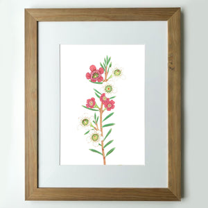 "Wax Flower” - A4 framed original illustration