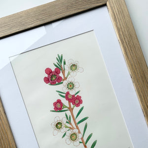 "Wax Flower” - A4 framed original illustration